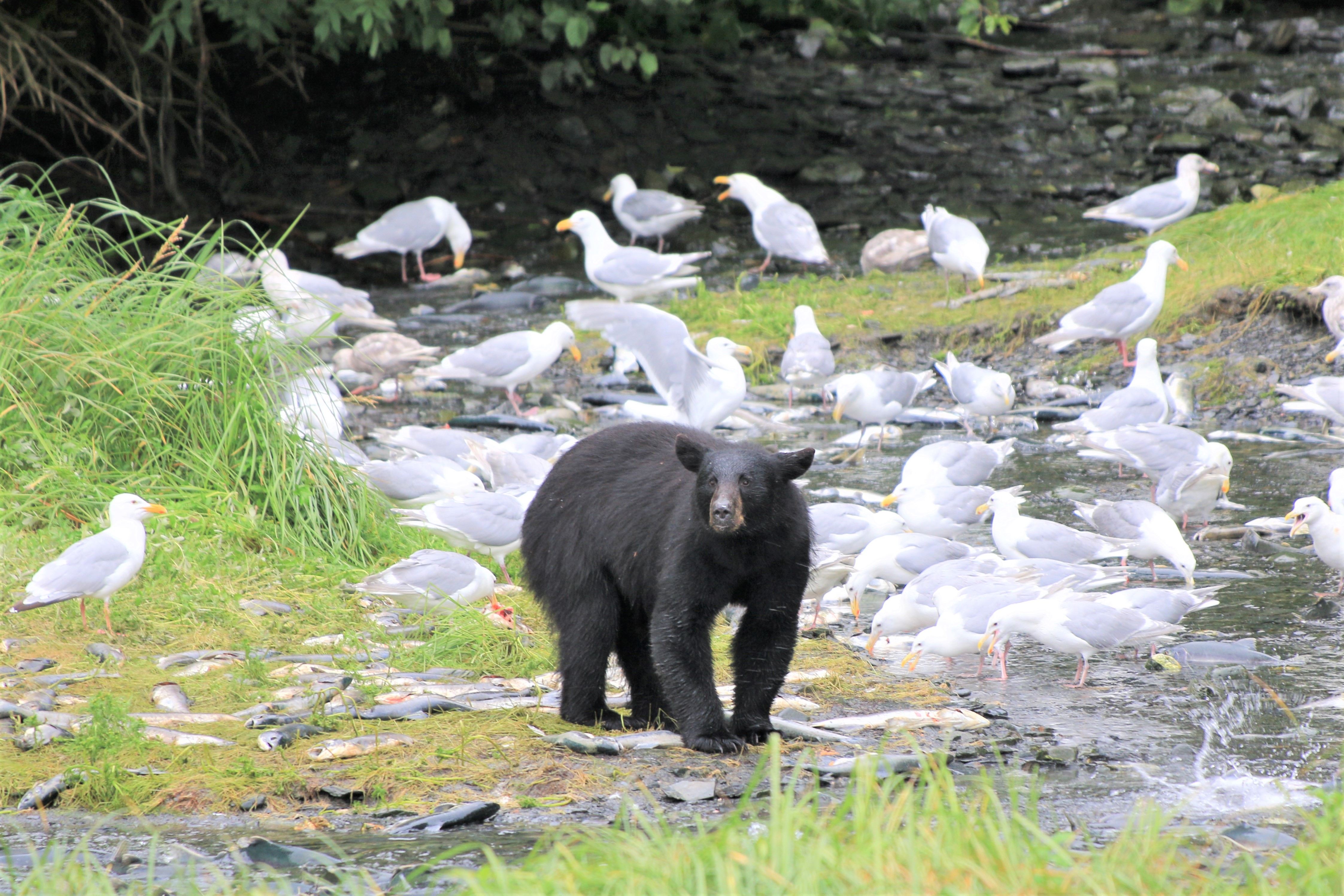 Alaska